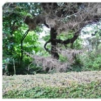 植木場の開拓
