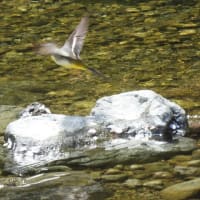 シジュウカラは桜で何食？