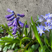 今日の庭 ＃ヒヤシンス #紫の花