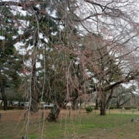 前橋市敷島公園の枝垂れ桜　２０２５.０３.２４