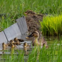 カルガモの成長記録　6月24日-4