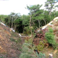 美謝川切り替え工事で無惨に破壊される森