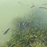 金鶏湖1周の旅
