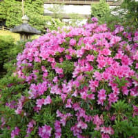 夜明けのメロディー