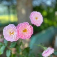 🌹バラ園に行ってきました