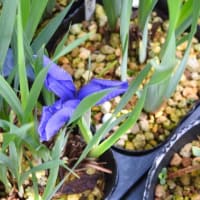 戸畑アヤメの青花と白花