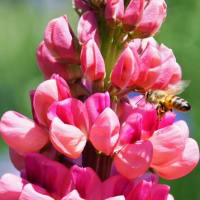 蜜蜂とルピナス