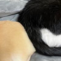 おちりとおちり