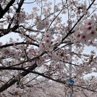 桜の季節はあっという間