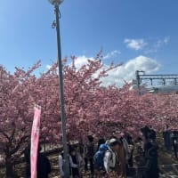 お花見はじめ