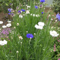 庭の花