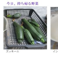 冬越し野菜の収穫をほぼ終了　－2025.6上－