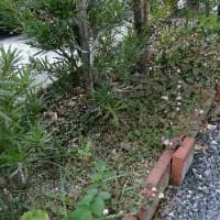 冬越しカランコエ ぽの な毎日