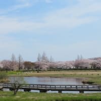 上堰潟公園の桜を見てきました