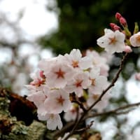 和束・祝橋和束川堤の桜並木