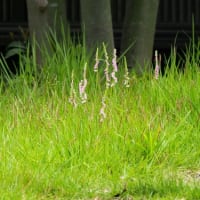 ねじれて今日も咲く