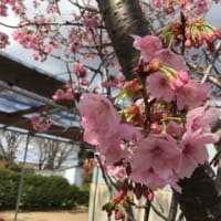 稽古場の桜3・23