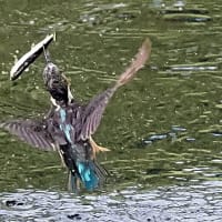 後ろ向きお魚銜え　2025.7.7