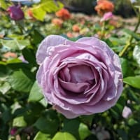 仙台農業園芸センターのバラ満開
