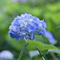 合歓の花（ねむのはな）