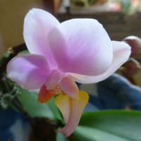 数年ぶりに咲いた胡蝶蘭
