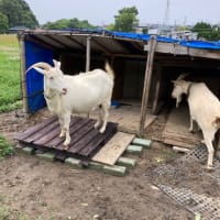 山羊ハウスにベランダ(テラス？)を付ける　引越し先がうまくいかないよ