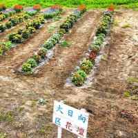 「地域ぐるみでむらじゅう花ざかり事業」の大日向区の花畑の風景＆穂高広域施設組合理事者会・議会臨時会