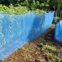 続 梅雨時の畑作業