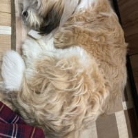 手術してきました