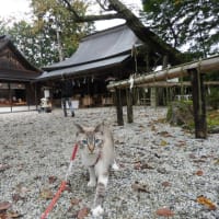 アズキさん kikiさん 吉水神社に来ました。