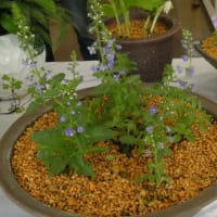 山野草展に
