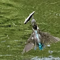 後ろ向きお魚銜え　2025.7.7