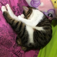 また骨折