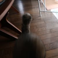 そぉ？ (＝^・ω・^＝)ニャー