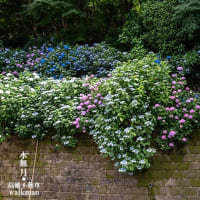 あじさい彩々。