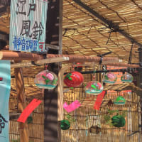 浅草の盆栽市
