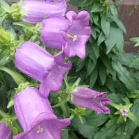季節の花「釣鐘草 （つりがねそう）」