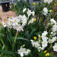 花が沢山咲きました、ブルーベリーの施肥ほぼ完了