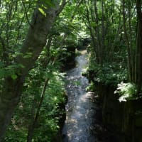 緑深い樽前ガロー