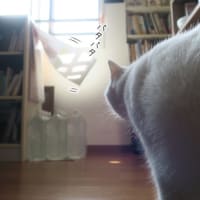 不審な音にイカ耳