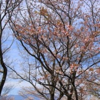 武田の杜植物観察会に参加　令和6年4月13日