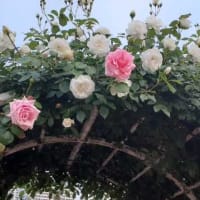 ★ローズガーデンフェスタ（芝浦中央公園）