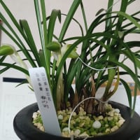 日本春蘭　春の司