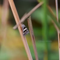 ウリハムシ　キンミズヒキ  ヒメウラナミジャノメ他