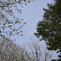 桜はまだかいな❓