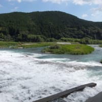 本日の海部川