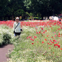 極近、国営昭和記念公園 ( We went to the Showa memorial park near our house)