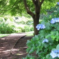 一万本のアジサイ…涸沼自然公園（茨城町）