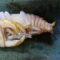 ギラファ幼虫がサナギになりました - 昆虫採集記