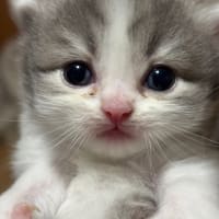 子猫ちゃんセール開催します🧚‍♂️